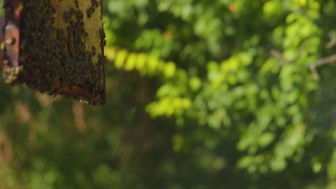 养蜂人从蜂巢中取出一个装有蜂窝和蜜蜂的蜂箱框架视频素材模板下载