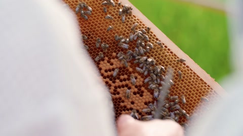 beekeepers在养蜂场检查蜜蜂的蜡架