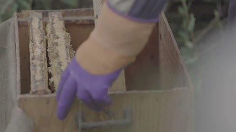 养蜂人在养蜂场与蜜蜂一起工作，并收集蜂蜜慢动作100帧每秒视频素材模板下载