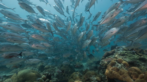 巨大的银鱼群在浅珊瑚礁上向镜头游去