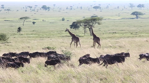 角马群在前景奔跑，背景中是长颈鹿 - 慢动作
