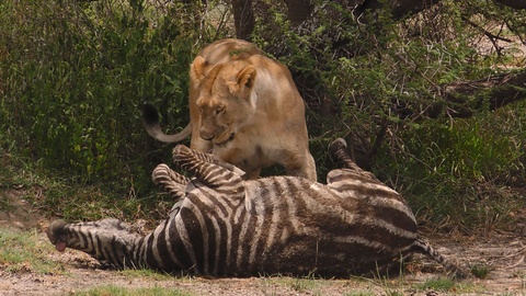 非洲东部坦桑尼亚斑马杀死狮子