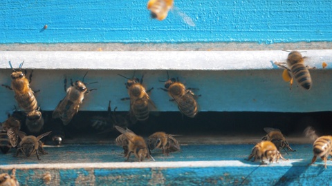 慢动作视频中的养蜂场一群蜜蜂飞进蜂箱，采集花粉视频素材模板下载