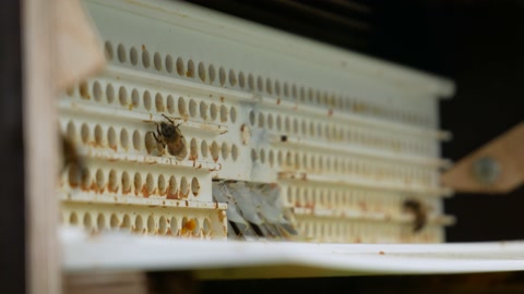 蜂巢入口处有蜜蜂进进出出，静态浅焦视频素材模板下载