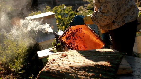蜂巢的框架。养蜂人收获蜂蜜。养蜂人检查蜂巢视频素材模板下载