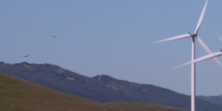 金鹰在旋转的风力涡轮机中飞行