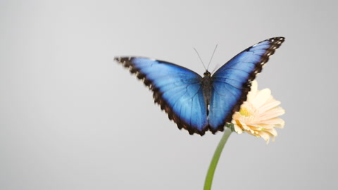 美丽的蓝色蝴蝶慢动作