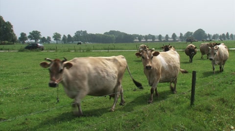 泽西牛沿着牧场栅栏移动——在镜头前视频素材模板下载