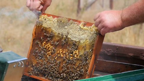 养蜂人安装蜂蜜架视频素材模板下载