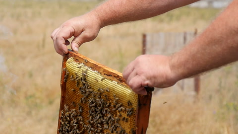 装满蜂蜜的蜂巢的框架视频素材模板下载