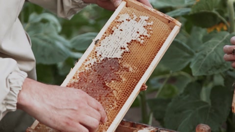 养蜂场背景上戴着防护帽的男性养蜂户肖像视频素材模板下载