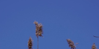 风中的芦苇尖，蓝天