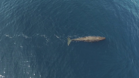 航拍海洋中的抹香鲸视频素材模板下载