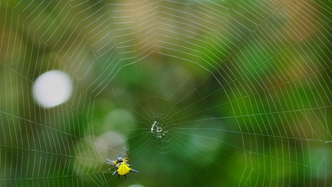 蜘蛛（霍塞尔特的刺蜘蛛）在泰国森林里建造网