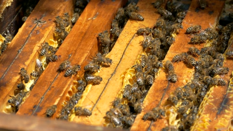 bees crawl on honeycombs. Bees work in the hive. Apiary closeup. Honey

蜜蜂在蜂窝上爬行蜜蜂在蜂巢中工作蜂场特写蜂蜜视频素材模板下载