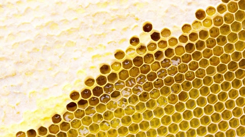 蜂蜜木蜡蜂巢的特写镜头，4K慢动作视频素材模板下载