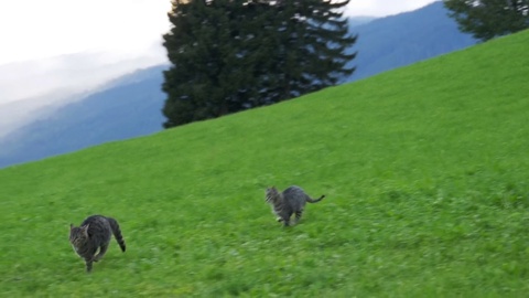 绿色草地上玩耍和奔跑的两只猫