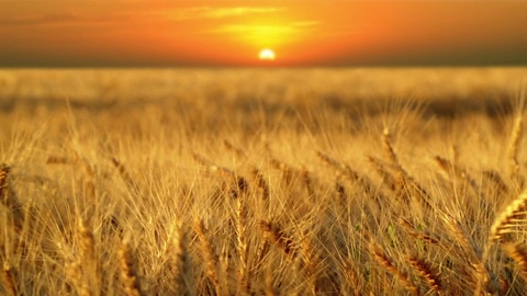 夕阳映衬下成熟的麦穗