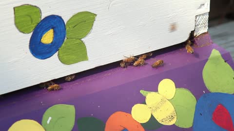 蜜蜂离开五颜六色的蜂巢2视频素材模板下载