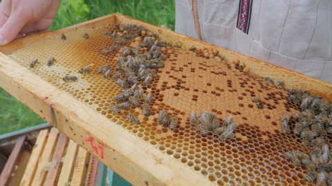 蜜蜂在蜂房上的证据视频素材模板下载