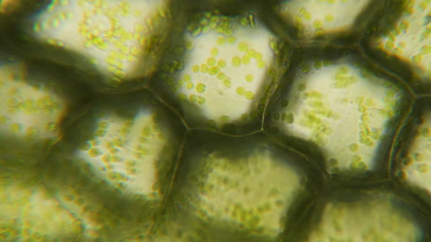 显微镜下的叶绿体细胞分裂细胞结构细胞分裂