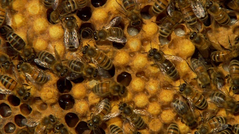 养蜂视频素材模板下载