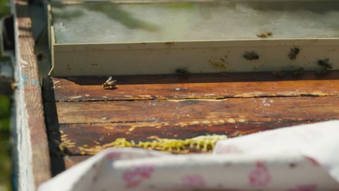 在采蜜前打开蜂箱。养蜂人检查蜂箱视频素材模板下载