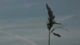 芦苇和天空高清在线视频素材下载