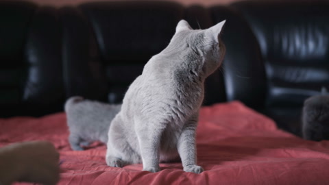 可爱的小猫咪在床上玩耍视频素材模板下载