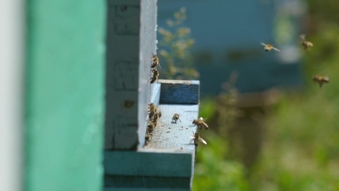 蜜蜂在蜂巢入口处