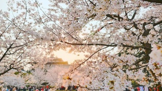 武汉大学里的樱花视频素材模板下载
