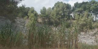 湖泊和岩石附近的各种芦苇、绿松和其他植物