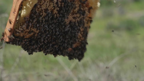 穿着防护服的养蜂人正在检查蜂巢中的蜜蜂巢架视频素材模板下载