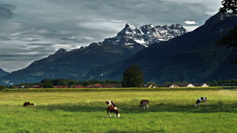 奶牛在阿尔卑斯山草地上吃草