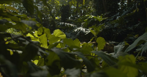 热带植物与绿色植物大叶在温室温室。
