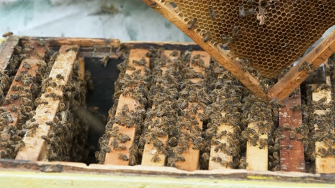 养蜂人在蜂场工作视频素材模板下载