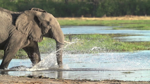 大象走进奥卡万戈三角洲水域的缓慢动作视频素材模板下载