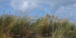 芦苇和草在风中吹在英国海滩上，慢动作-30