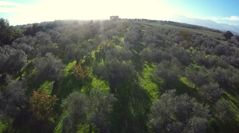 意大利橄榄收获期间橄榄园的鸟瞰图。视频素材模板下载