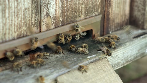 蜜蜂蜂巢，带有来自蜂巢的蜂窝的板条蜜蜂视频素材模板下载