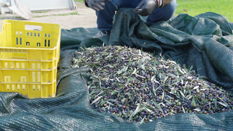 秋葡萄采摘在地上的网上，分选橄榄粒以便销售视频素材模板下载