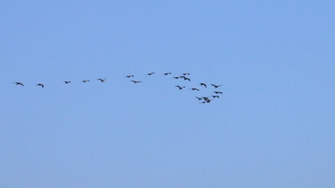 一群鸟在高空飞行