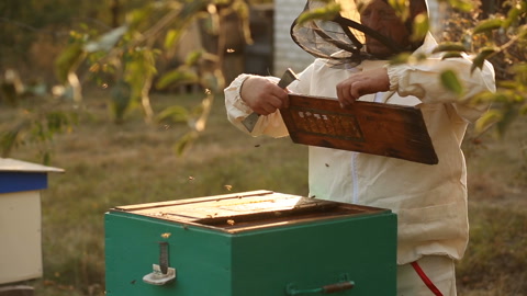 养蜂人工作收集蜂蜜。养蜂概念。视频素材模板下载