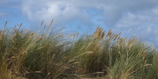 芦苇和草在风中吹在英国海滩上，慢动作-10