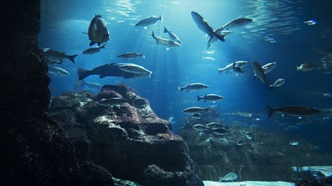 4k高清拍摄下的水族馆景观