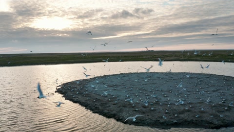 空中镜头，无人机飞越沿海上空的一群海鸥