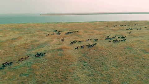 草原上奔跑的黑色马群