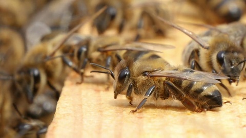 一打蜜蜂用它们微小的翅膀颤动，爬进了蜂箱里视频素材模板下载
