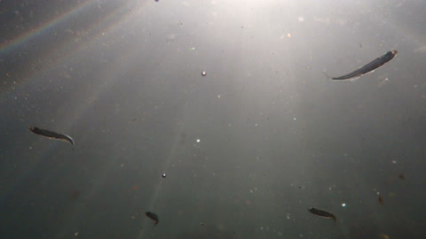 鱼群在阳光射入的水底游动特写镜头视频素材模板下载
