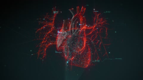 人类心脏循环的数字模型